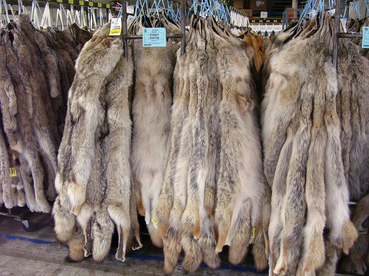 International auctions are a good marketing option. Fur is graded, organized in lots and sold to the highest bidder.